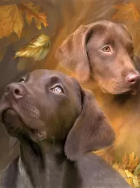Пазл Лабрадоры
