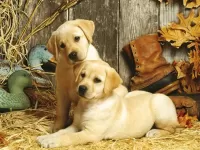 Пазл Лабрадоры щенки