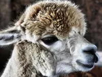 Пазл  Альпака 
