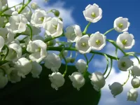 Пазл Ландыши