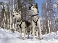 Пазл Лайки в упряжке 
