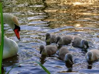 Пазл Лебеди