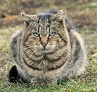 Пазл Ледяной взгляд