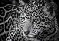 Пазл Леопард