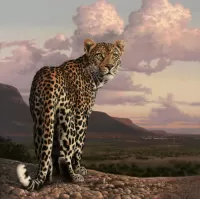 Пазл Леопард