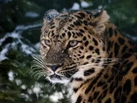 Пазл Леопард у ели