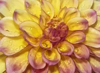 Пазл Лепестки