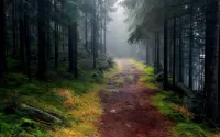 Пазл Лес