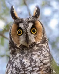 Пазл Лесная птица