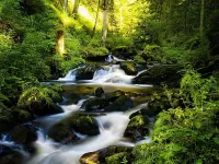 Пазл Лесная речка