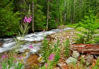 Пазл Лесная речка 