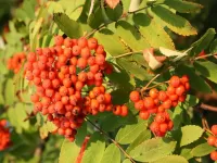 Пазл Лесная рябина