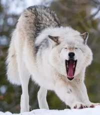 Пазл Лесная собака