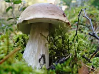 Пазл Лесной царь