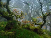 Пазл Лесной мох