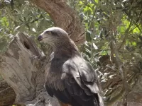 Пазл Лесной страж