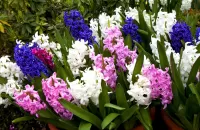 Пазл Весенние гиацинты