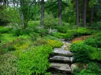 Пазл Летний лес