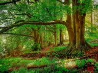 Пазл Лето в лесу 