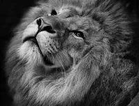 Пазл Лев
