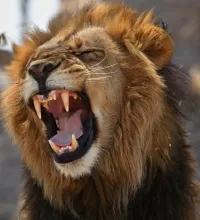Пазл Лев