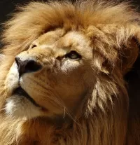 Пазл Лев