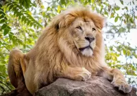 Пазл Лев на камне