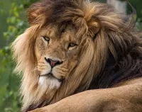 Пазл Лежащий лев