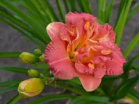 Пазл Лилейник