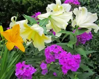 Пазл Лилии и флоксы 