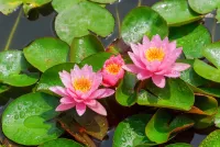 Пазл Лилии в росе