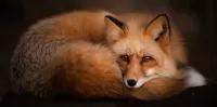 Пазл Лиса