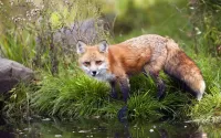 Пазл Лиса на водопое
