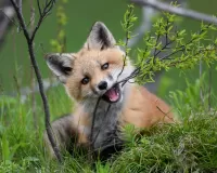 Пазл Лисенок