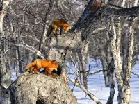 Пазл Лисы зимой