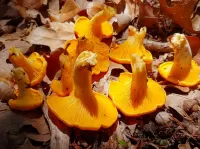 Пазл Лисички