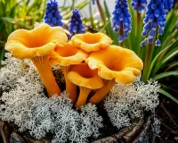 Пазл Лисички и мох