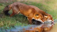 Пазл Лисички у водички
