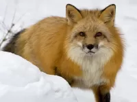 Пазл Лисица