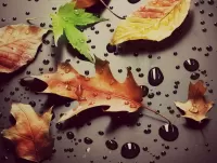 Пазл Листья и капли