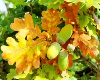 Пазл Листья и жёлуди