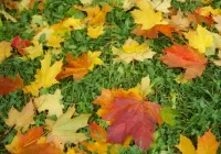 Пазл Листья на траве