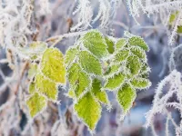 Пазл Листья в инее