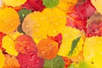 Пазл Листья в росе