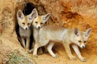Пазл Лисята