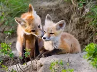 Пазл Лисята