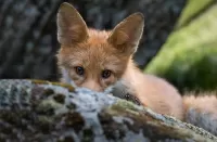 Пазл Лисёнок