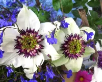 Пазл Ломонос