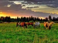 Пазл Лошади