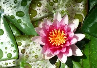 Пазл Лотос и листья 